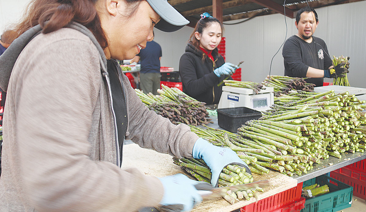Asparagus workers FBTW