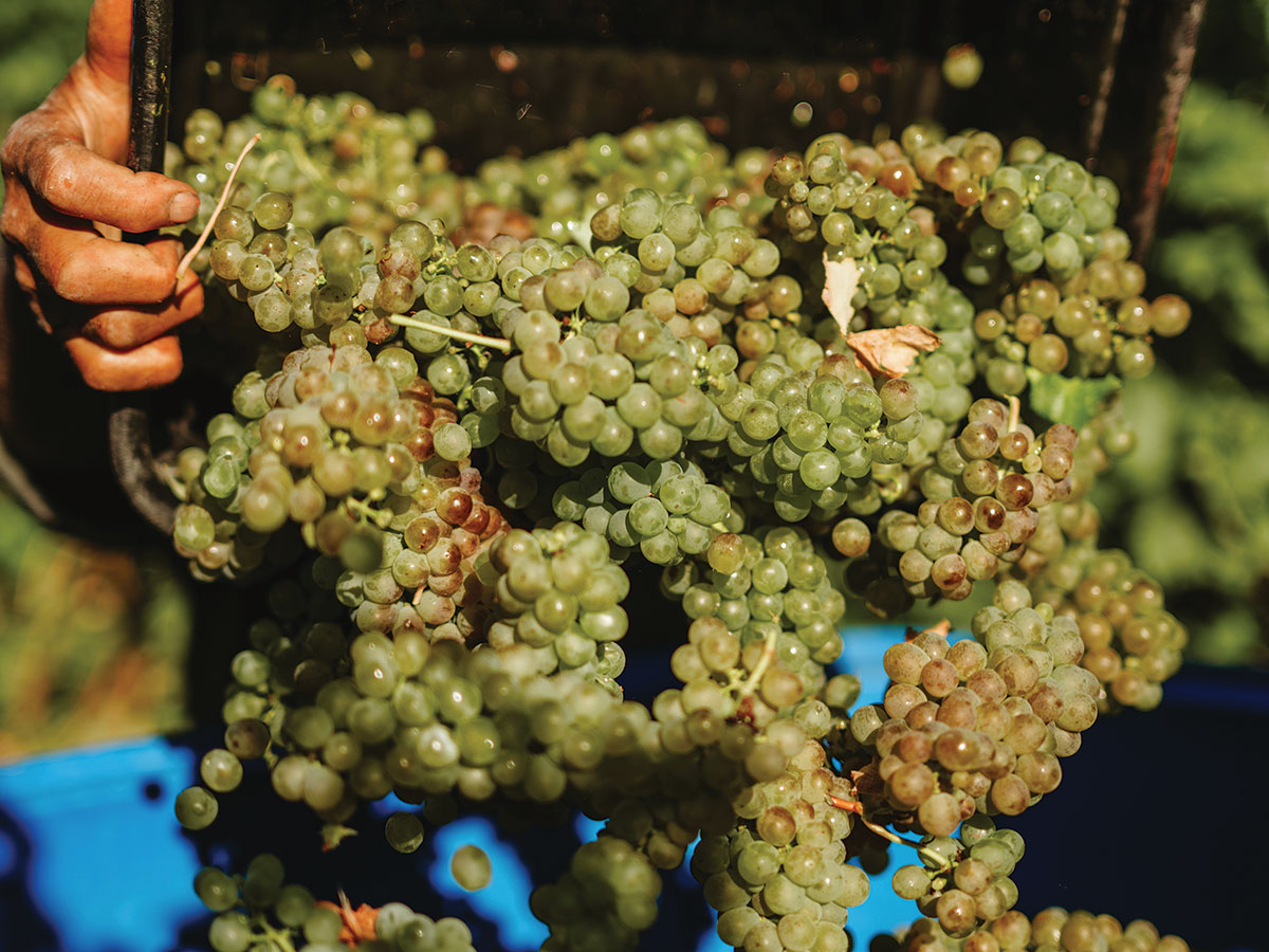 Babich Marlborough Harvest 2026 Lola Photography WEB