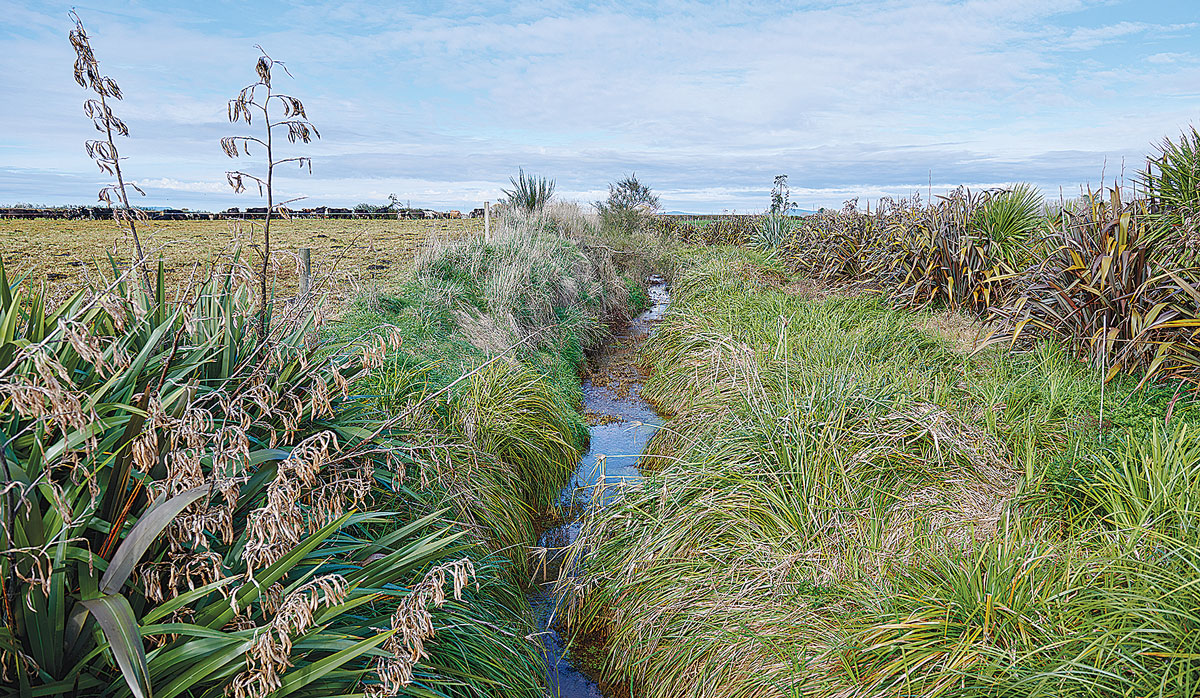Carex Planting FBTW