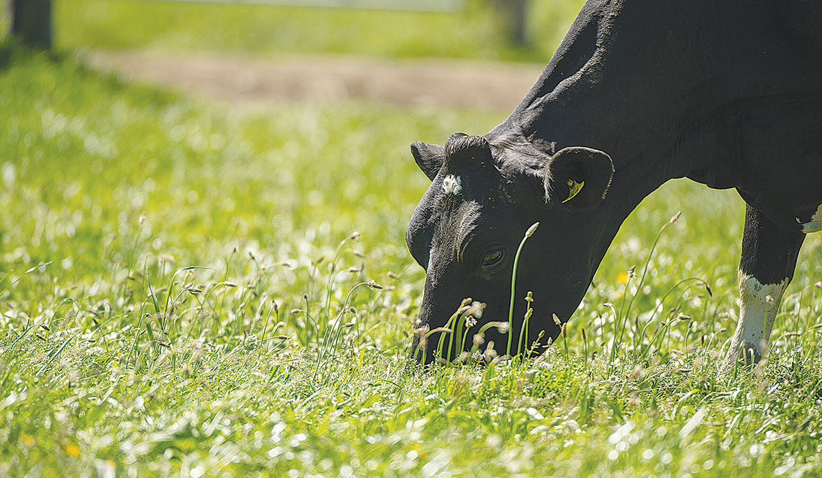 Cow Eating FBTW