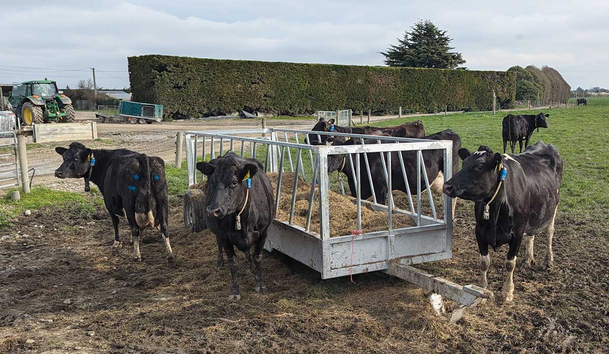 Lincoln University Dairy Farm Cattle FBTW