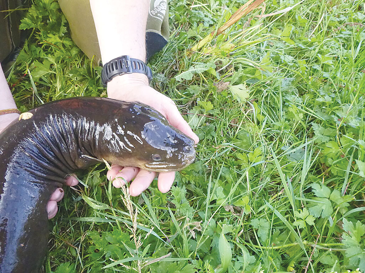 Longfin Eel WEB