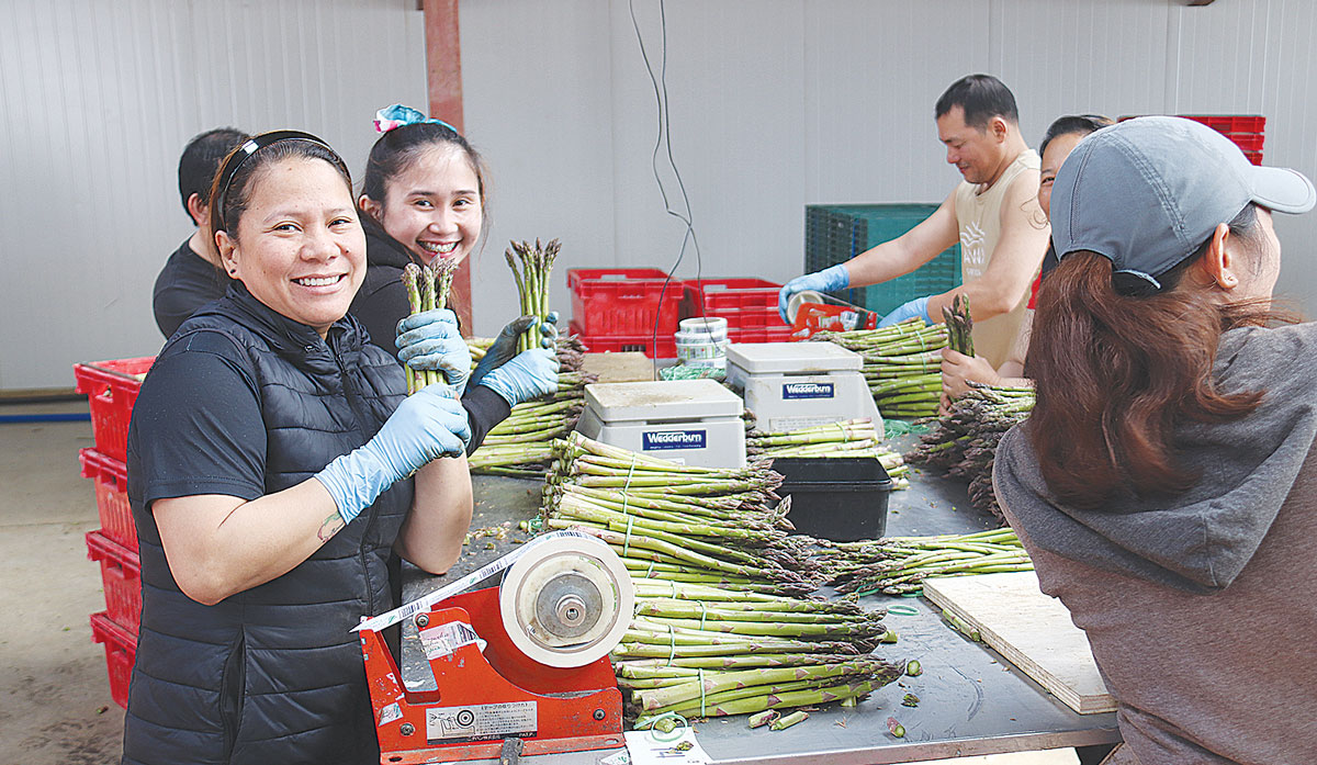 Migrant Asparagus pickers FBTW