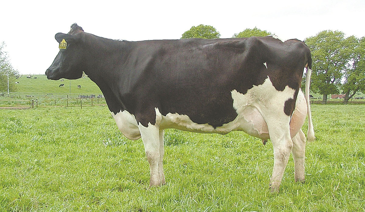 Muritai Holsteins FBTW