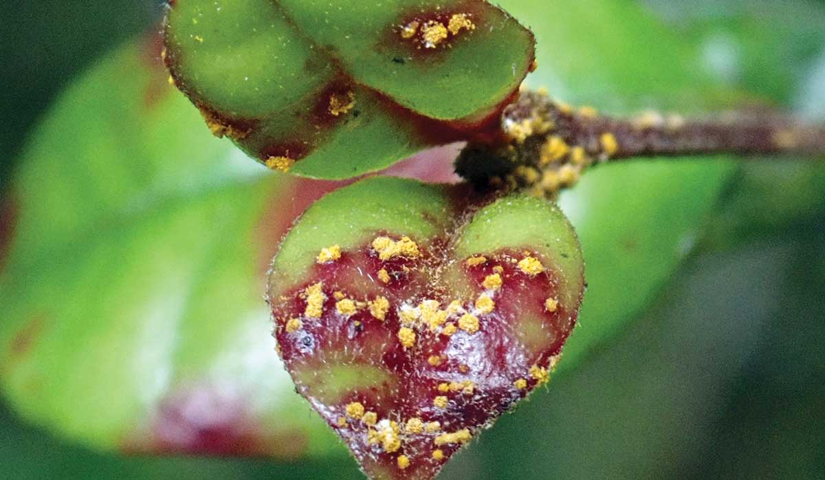 Myrtle rust on Ramarama Wikimedia Commons FBTW