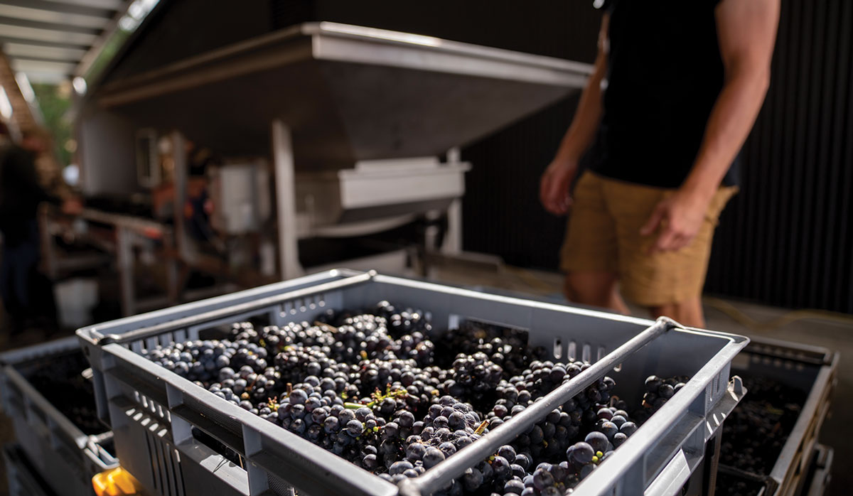 Pyramid Valley Pinot Noir Photo Credit Richard Brimer FBTW