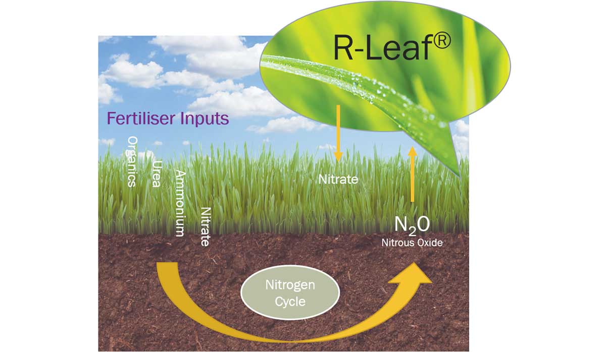 R Leaf FBTW