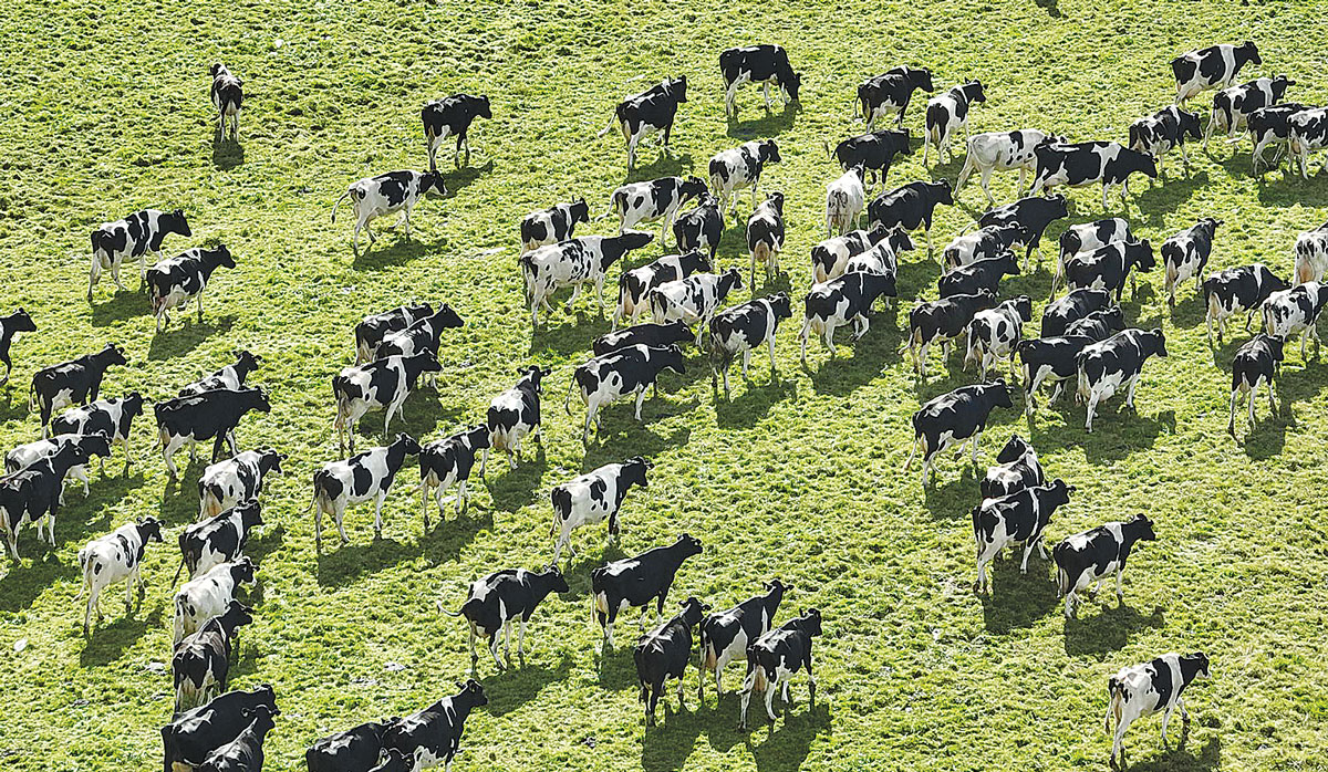 Ruygrok Farm Waiuku FBTW