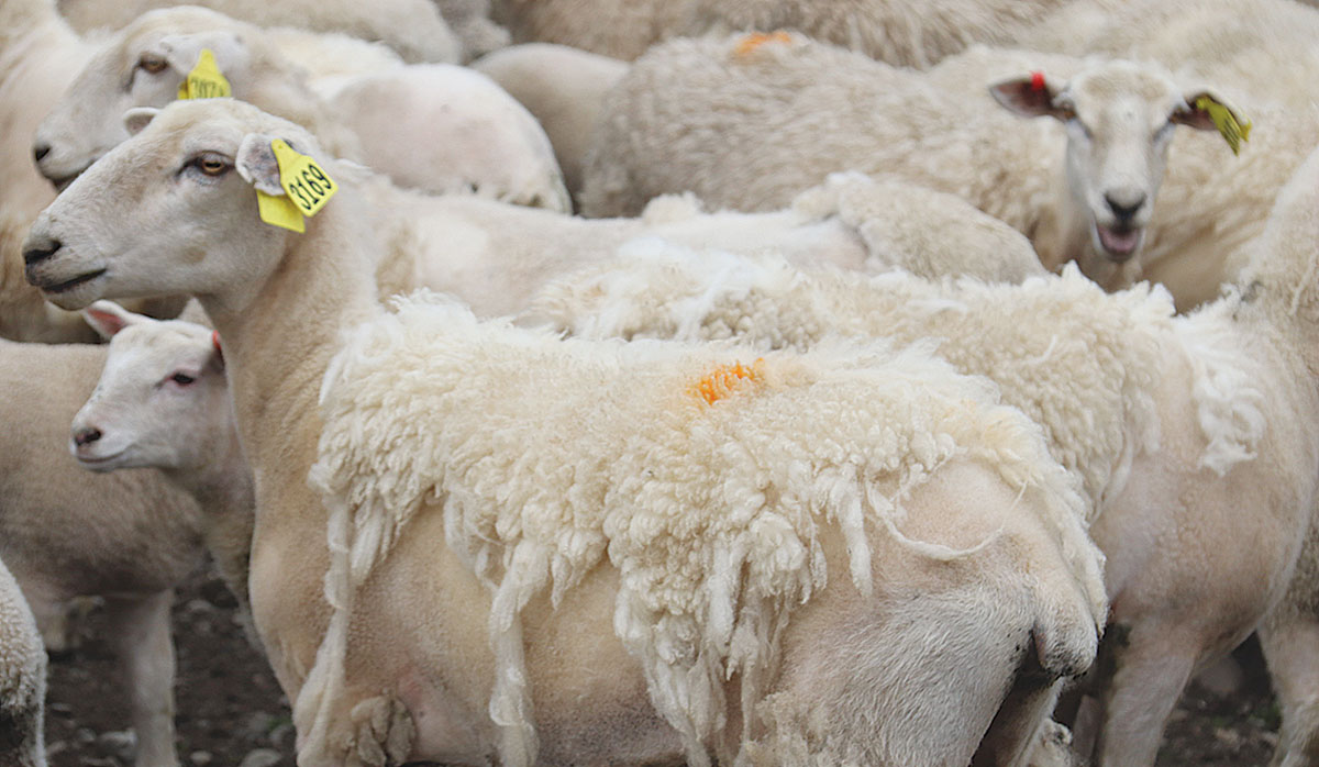 Self Shedding Sheep Massey University FBTW