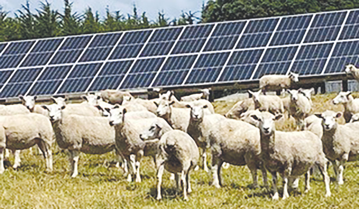 Sheep with solar panels FBTW