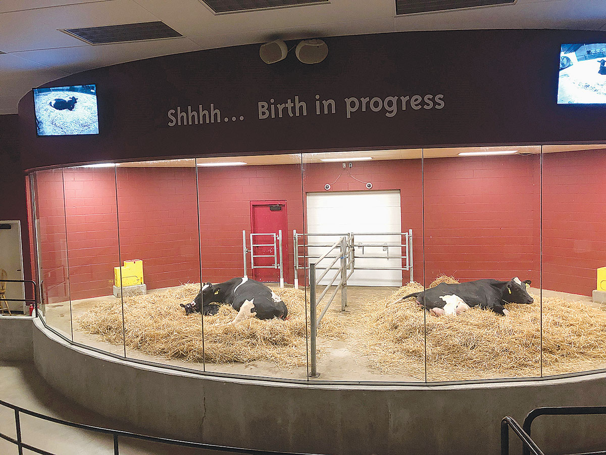 Visitors to the farm can see calves being born.