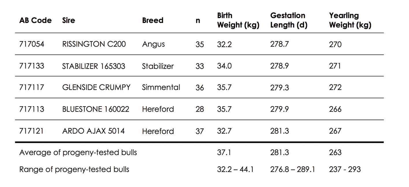 Dairy beef bulls tick all the boxes