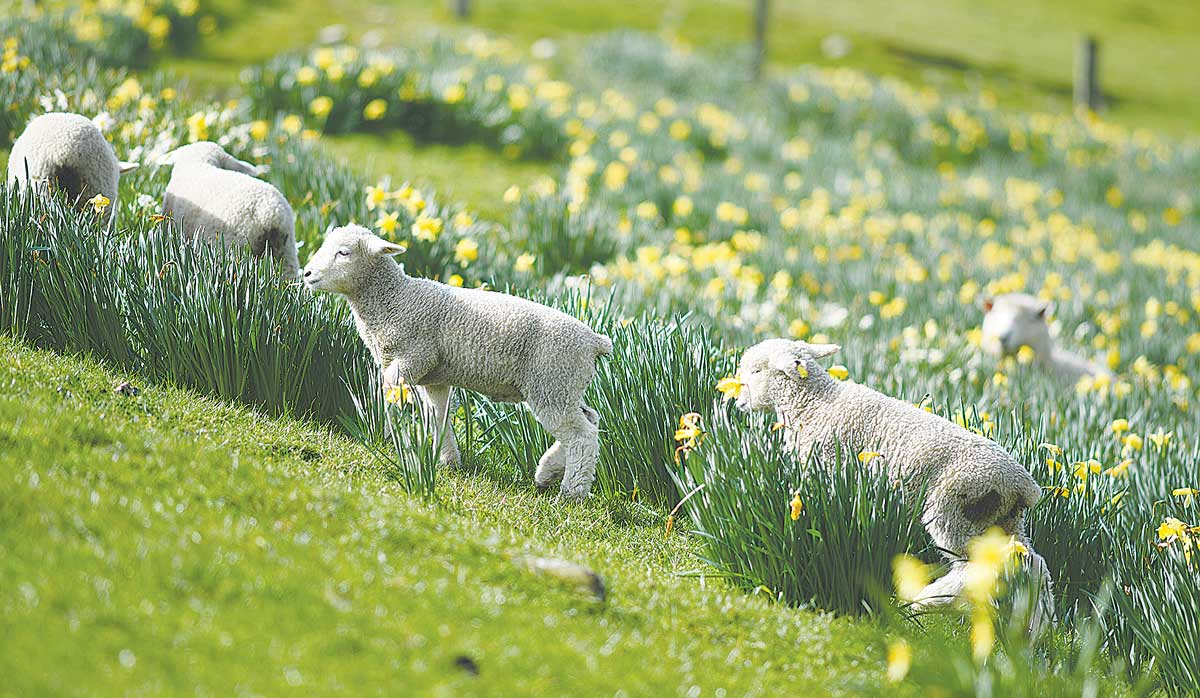 sheep with daffodils FBTW