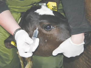 Easing the pain when dehorning calves