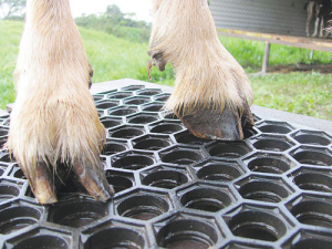 When goats have sore feet they will not eat properly and can lose vigour.