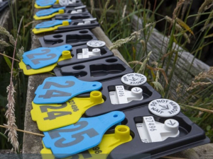 Taranaki farmer fined $15,000 for illegal NAIT tag swapping