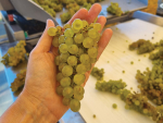 Te Whare Ra Mendoza Chardonnay, from 44 year old vines, coming in beautifully for vintage 2023.