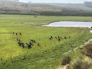 LIC reports 18% increase in beef straws used in dairy cows this spring