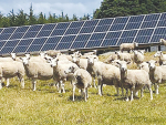 New research from Massey University could indicate that combining solar panels with a pastoral sheep farming system could have both positive and negative impacts on pasture growth.