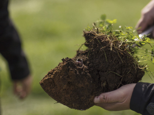 A thriving biological community drives nutrient cycling and supports soil structure.