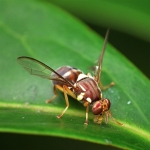 Queensland Fruit Fly