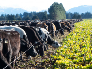 Leaving critical source areas (CSAs) in winter forage paddocks ungrazed over winter helps prevent soil losses and water contamination.