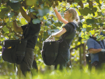 Kiwifruit exports for the year ending August 2024 were worth around $3.1bn.