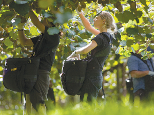 Kiwifruit exports for the year ending August 2024 were worth around $3.1bn.