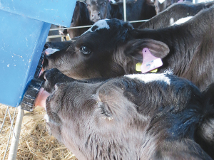 Incorrect mixing of calf mix replacer could make calves sick.