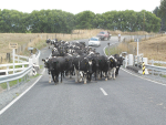 For some, Moving Day not only involves shifting a household of belongings, but it also involves relocating farm equipment and animals.