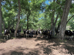 Heat stress is an increasing challenge for pasture-based dairy systems.