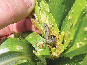 Second generation fall armyworm (FAW) have already been observed in Northland.