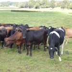  DairyNZ, ANZ sign memorandum