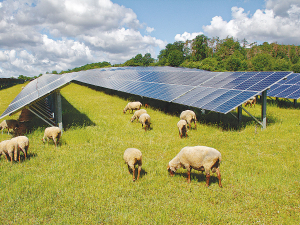 Solar farms provides farmers with the opportunity to diversify income while continuing to graze livestock.