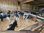 Why Bedding Quality Plays a Major Role in Calf Health and Growth