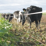 Cows started keeling over after grazing on swede crops in Southland last August.