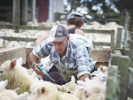 Sheep drench resistance costly