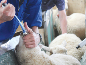 Good prospects for sheepmeat make it worth spending money on flock health.