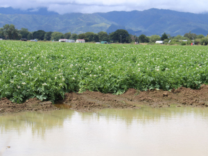 Potato crops surrounded by water in Levin.