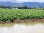 Major crop losses as persistent rain pounds Horowhenua