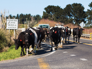 Farmers leaving a farm, with the herd, within a pre-movement control area, will need to book TB testing now.