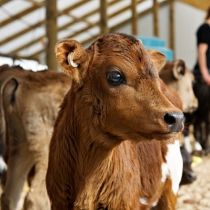 StockSense provides &#039;heads up&#039; for calving