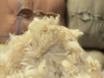 Wool market eases