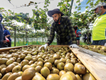 Pukekohe kiwifruit grower Pav Singh Gakhal takes a moment to check his crop of Red19, as it is harvested. Photo Credit: Jamie Troughton/Dscribe Media