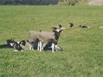 Even the relatively milder winters of New Zealand chill calves so that they do not thrive as well as they should.