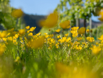 Next Generation Viticulture: Capture more light to harvest more grapes