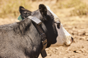 Green light for virtual fencing, herding in Victoria
