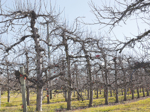 Spring will provide orchardists with the first sign if their apple trees have survived the ravages of Cyclone Gabrielle.