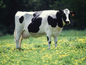 The GlobalDairyTrade price index lifted by 1.9% at the auction held overnight, well below expectations of a 10% rise.