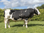 Timaru-Bred Bull Takes Out 2026 Mahoe Trophy